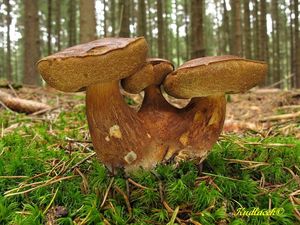 Klikni pro velký obrázek