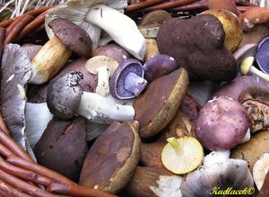 Klikni pro velký obrázek