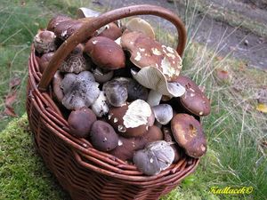 Klikni pro velký obrázek