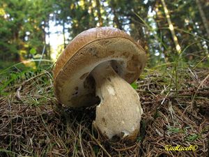 Klikni pro velký obrázek