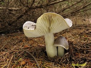 Klikni pro velký obrázek