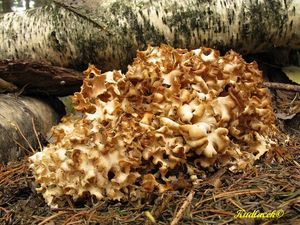 Klikni pro velký obrázek