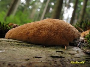 Klikni pro velký obrázek