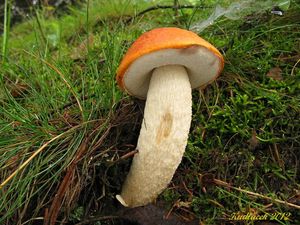 Klikni pro velký obrázek