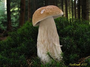 Klikni pro velký obrázek