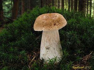 Klikni pro velký obrázek