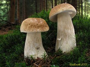 Klikni pro velký obrázek