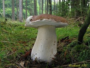 Klikni pro velký obrázek