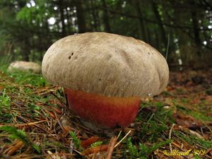 Klikni pro velký obrázek