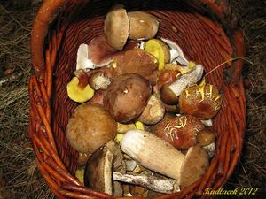 Klikni pro velký obrázek