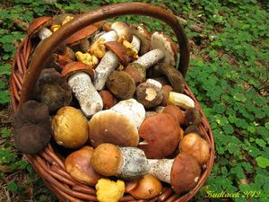 Klikni pro velký obrázek