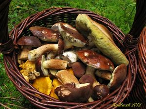 Klikni pro velký obrázek