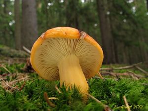 Klikni pro velký obrázek