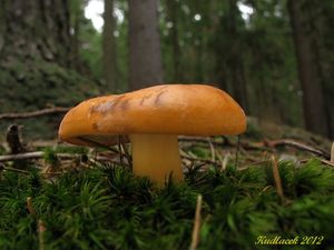 Klikni pro velký obrázek