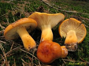 Klikni pro velký obrázek