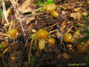 Klikni pro velký obrázek