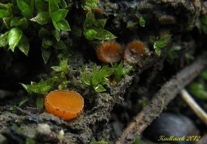 Klikni pro velký obrázek