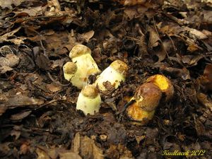 Klikni pro velký obrázek