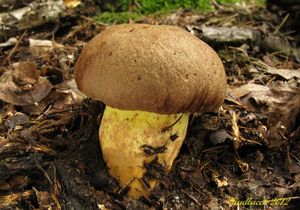 Klikni pro velký obrázek