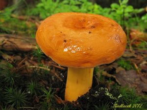 Klikni pro velký obrázek