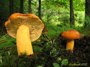 Klikni pro velký obrázek