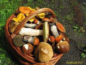 Klikni pro velký obrázek