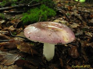 Klikni pro velký obrázek