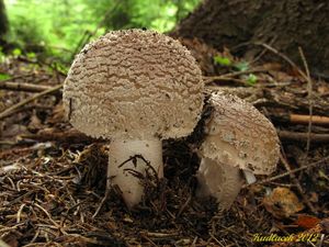 Klikni pro velký obrázek