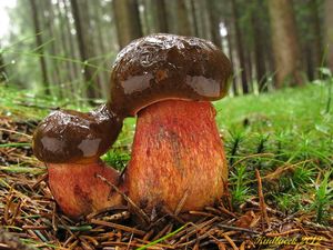 Klikni pro velký obrázek