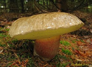 Klikni pro velký obrázek