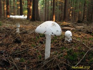 Klikni pro velký obrázek