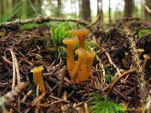 Klikni pro velký obrázek