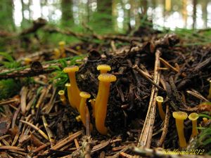 Klikni pro velký obrázek