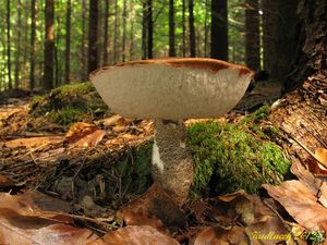 Klikni pro velký obrázek