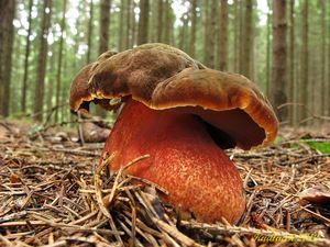 Klikni pro velký obrázek