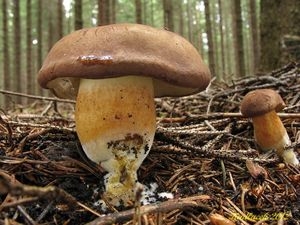 Klikni pro velký obrázek