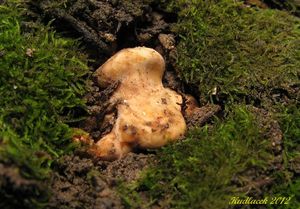 Klikni pro velký obrázek