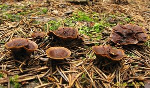 Klikni pro velký obrázek