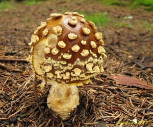 Klikni pro velký obrázek