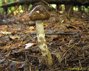 Klikni pro velký obrázek