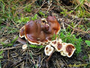 Klikni pro velký obrázek