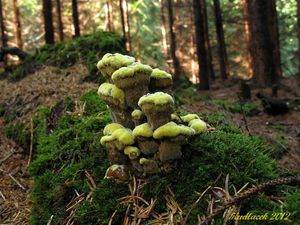 Klikni pro velký obrázek