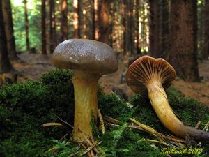 Klikni pro velký obrázek