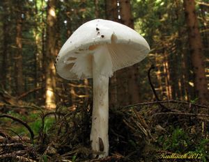 Klikni pro velký obrázek