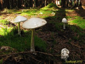 Klikni pro velký obrázek