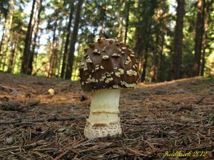 Klikni pro velký obrázek