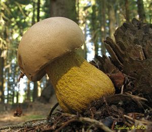 Klikni pro velký obrázek