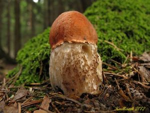 Klikni pro velký obrázek