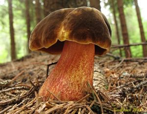 Klikni pro velký obrázek