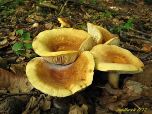 Klikni pro velký obrázek